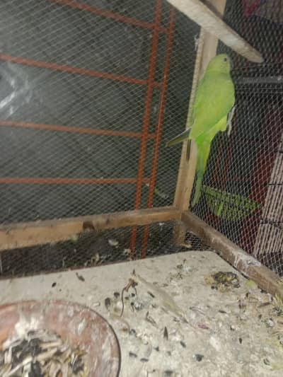 Raw baby parrot for sale . only parrot lovers can contact