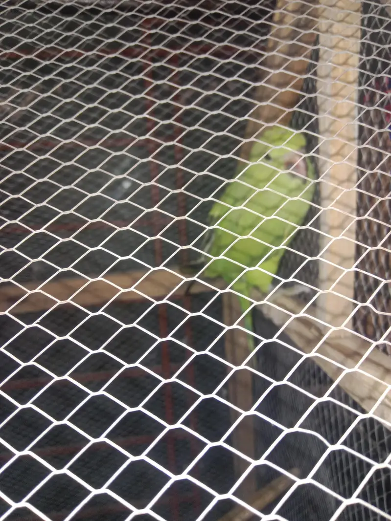 Ringneck baby parrot for sale . only parrot lovers can contact — photo 2