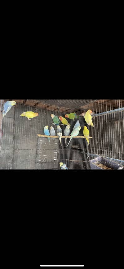Cocktails Eno/ Grey/ Spotted/ V Pied, Rainbow Budgies