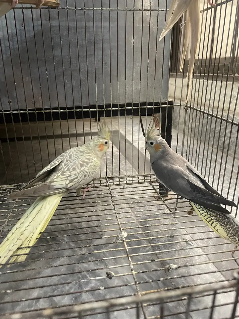 Cocktails Eno/ Grey/ Spotted/ V Pied, Rainbow Budgies — photo 3