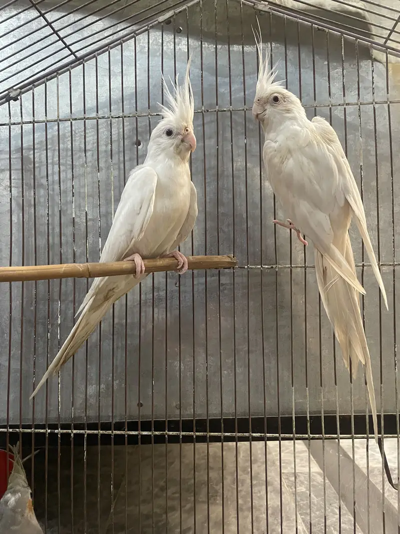 Cocktails Eno/ Grey/ Spotted/ V Pied, Rainbow Budgies — photo 4