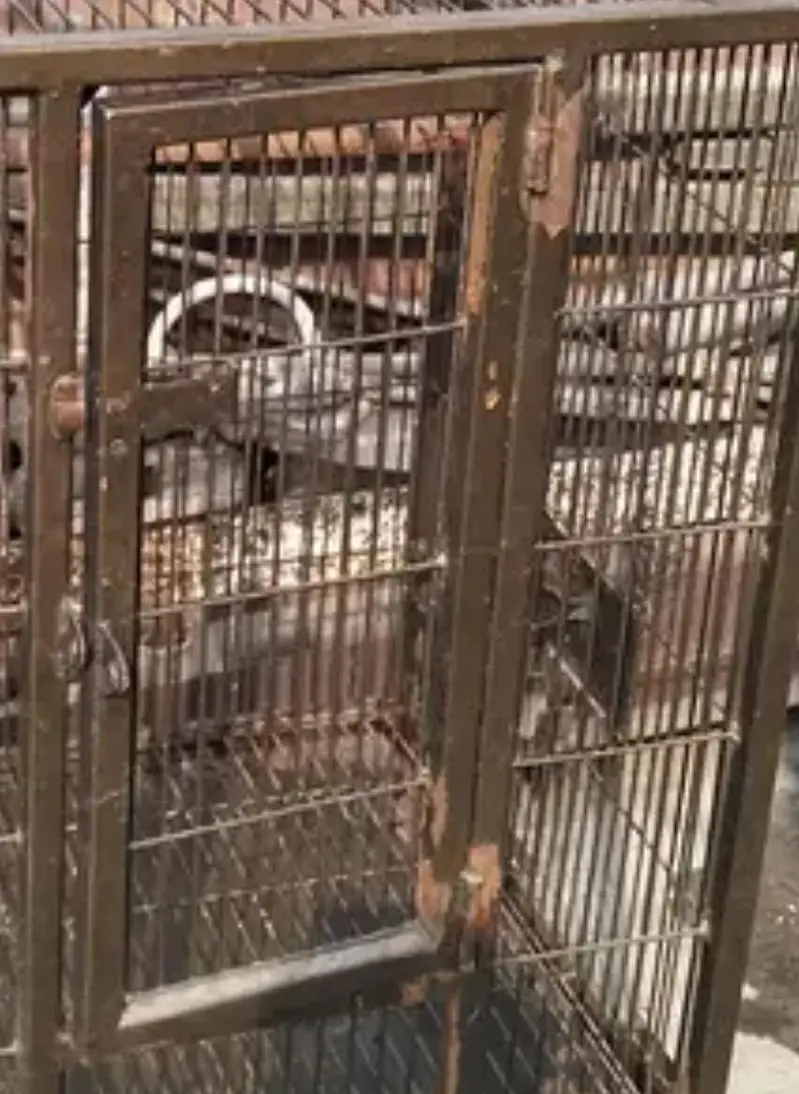 use by cage pets lahore 03214281081 — photo 2