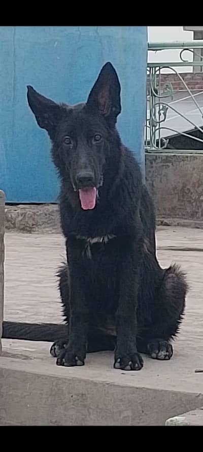 German Shepherd Female