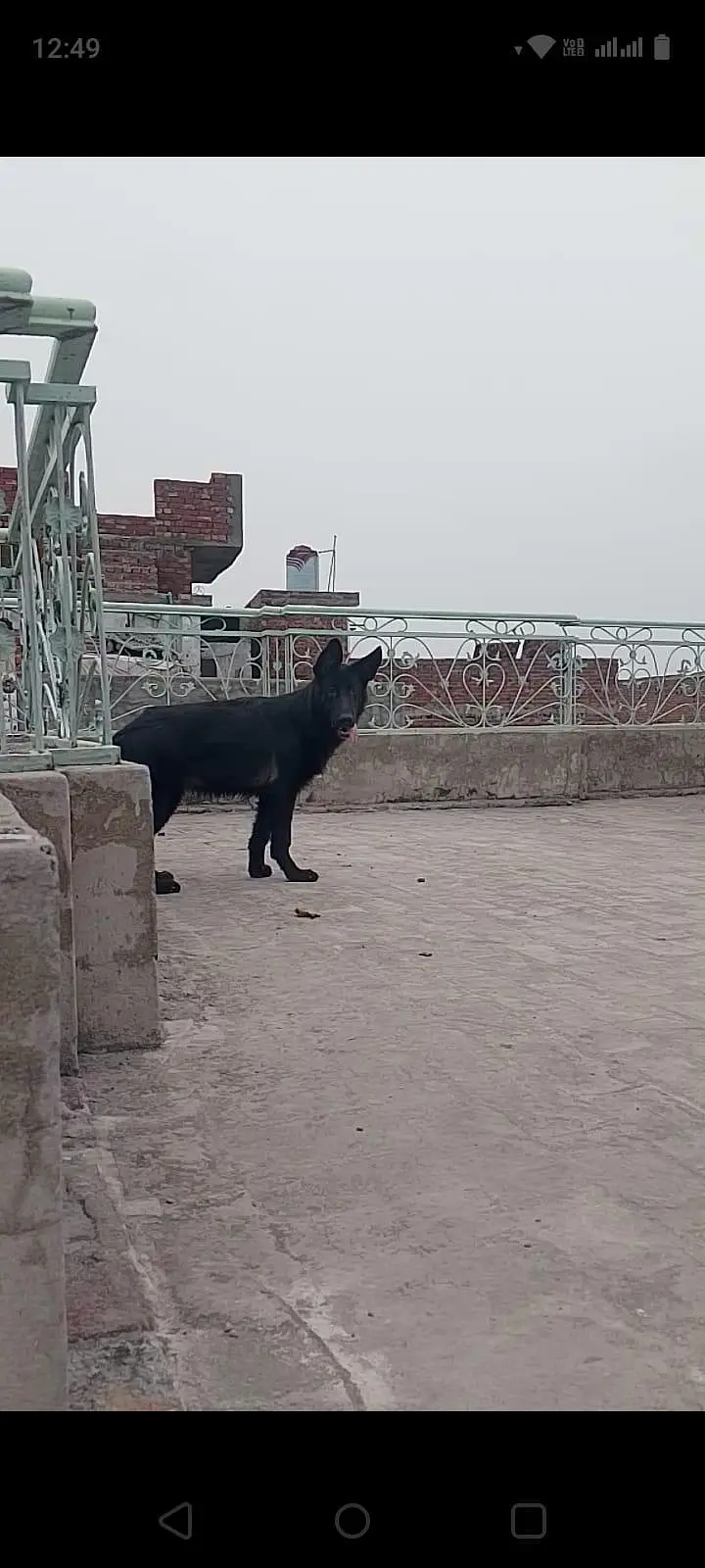 German Shepherd Female — photo 2