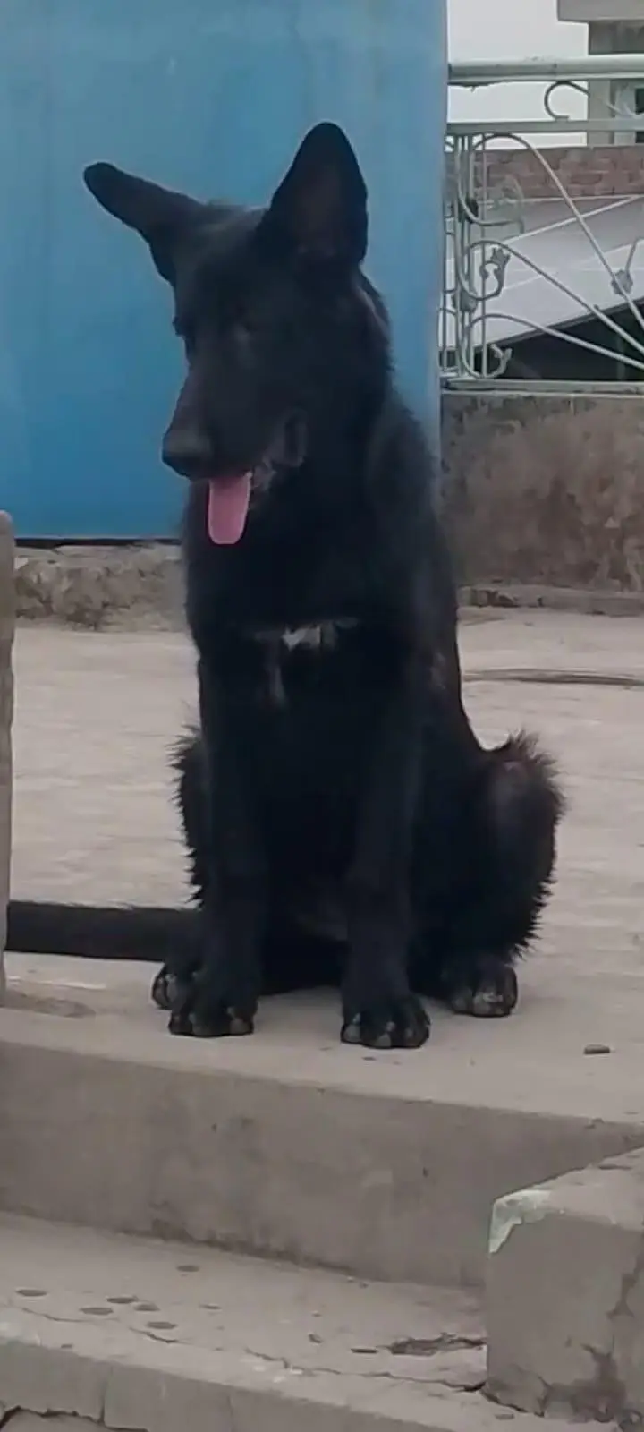 German Shepherd Female — photo 4
