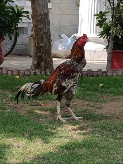 Mianwali Aseel