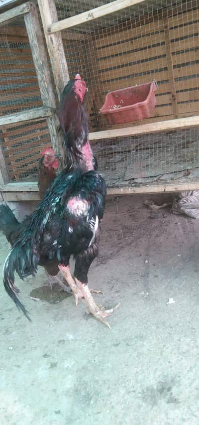 shamo breeder
