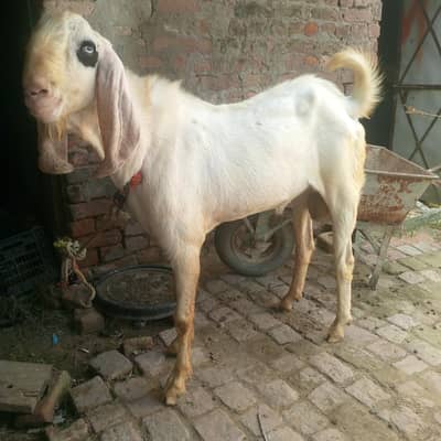 Rajan puri breeder bakre beetal