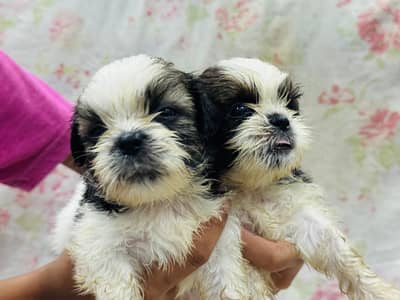 Shitzu Puppies