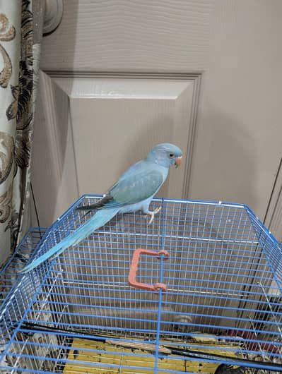 blue ringneck 