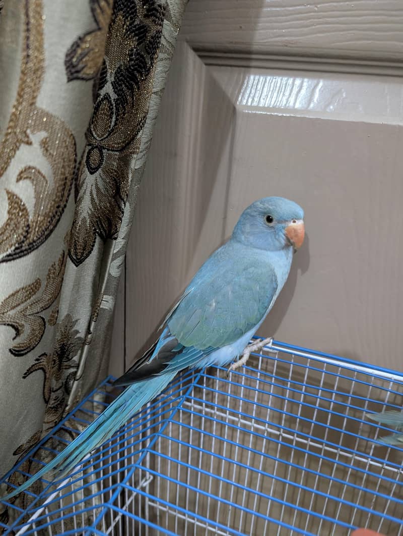 blue ringneck  1
