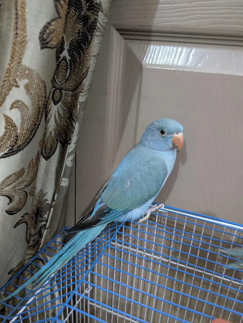 blue ringneck  — photo 2