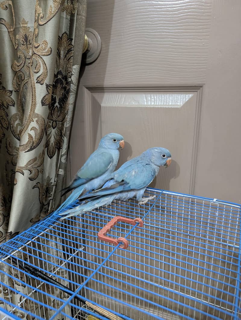 blue ringneck  2