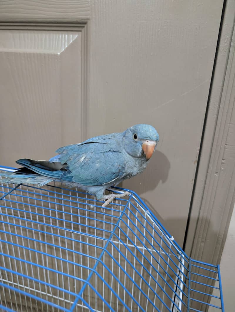 blue ringneck  3