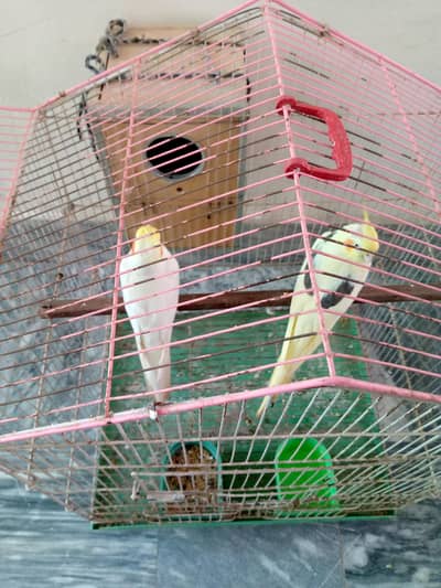 Cockatiel pair for sale.
