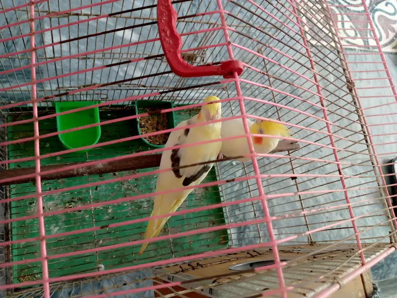 Cockatiel pair for sale. — photo 2