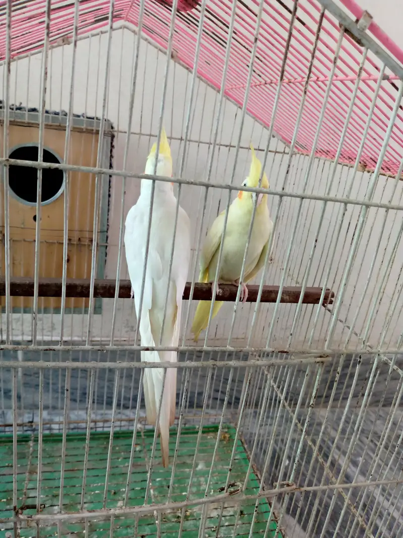 Cockatiel pair for sale. — photo 3