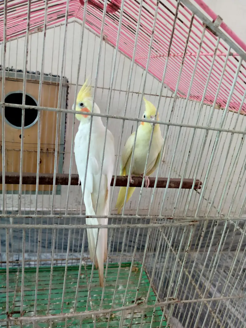 Cockatiel pair for sale. — photo 4