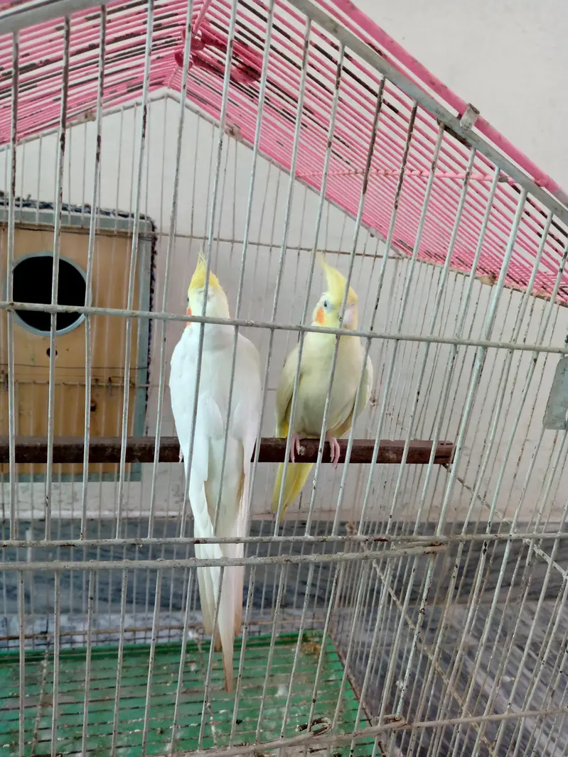 Cockatiel pair for sale. — photo 5