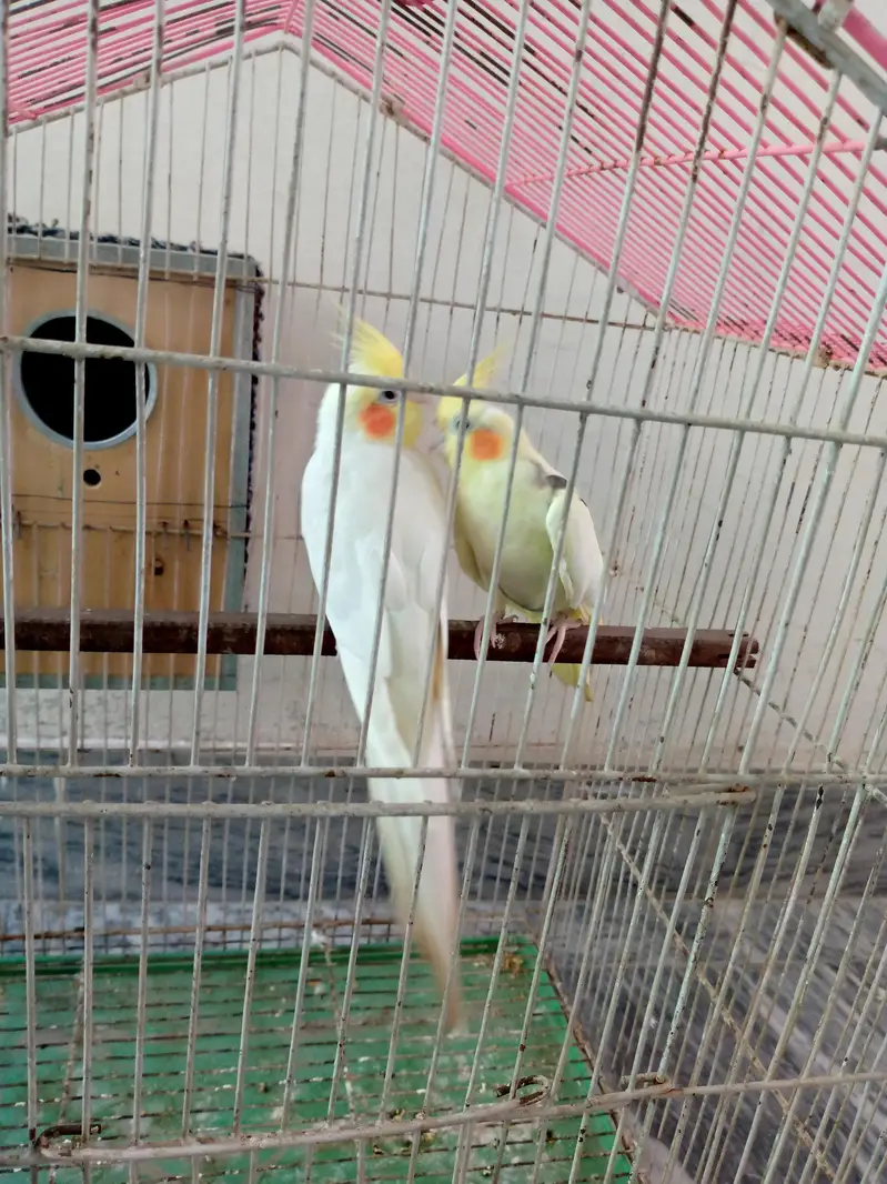 Cockatiel pair for sale. — photo 6