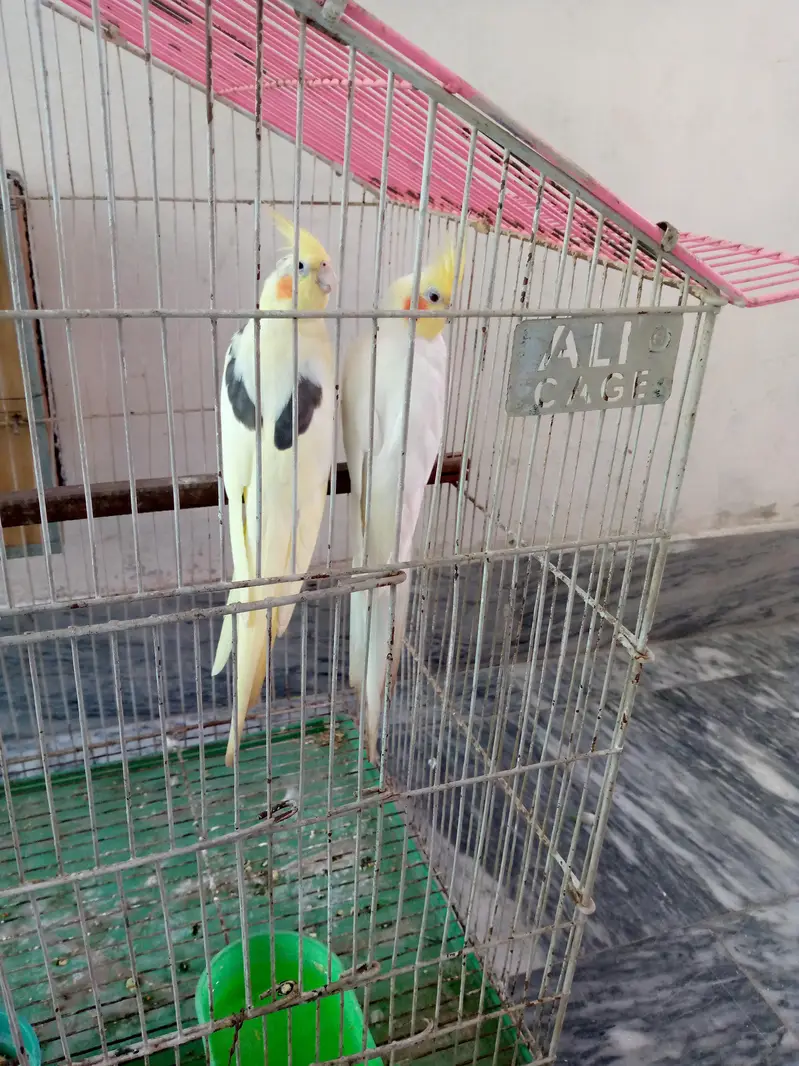 Cockatiel pair for sale. — photo 7