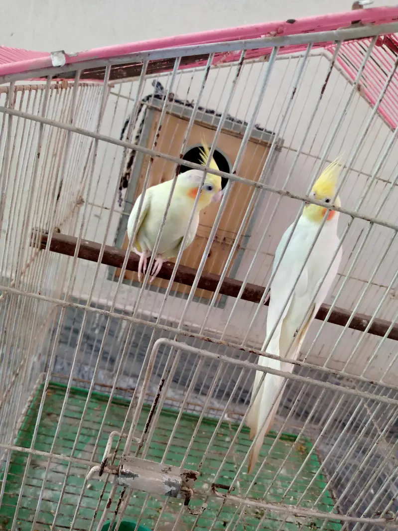 Cockatiel pair for sale. — photo 8
