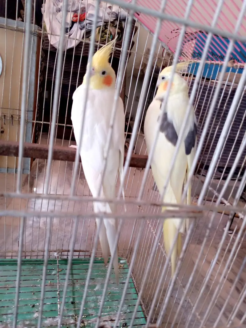 Cockatiel pair for sale. — photo 9