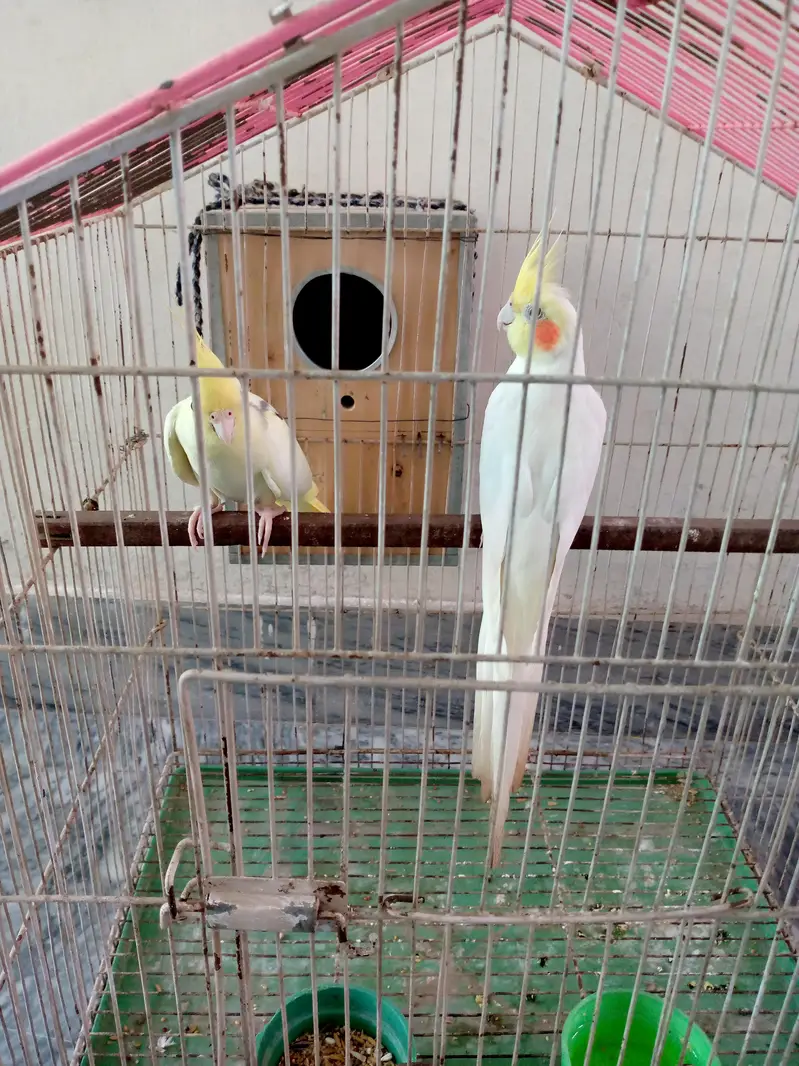 Cockatiel pair for sale. — photo 10