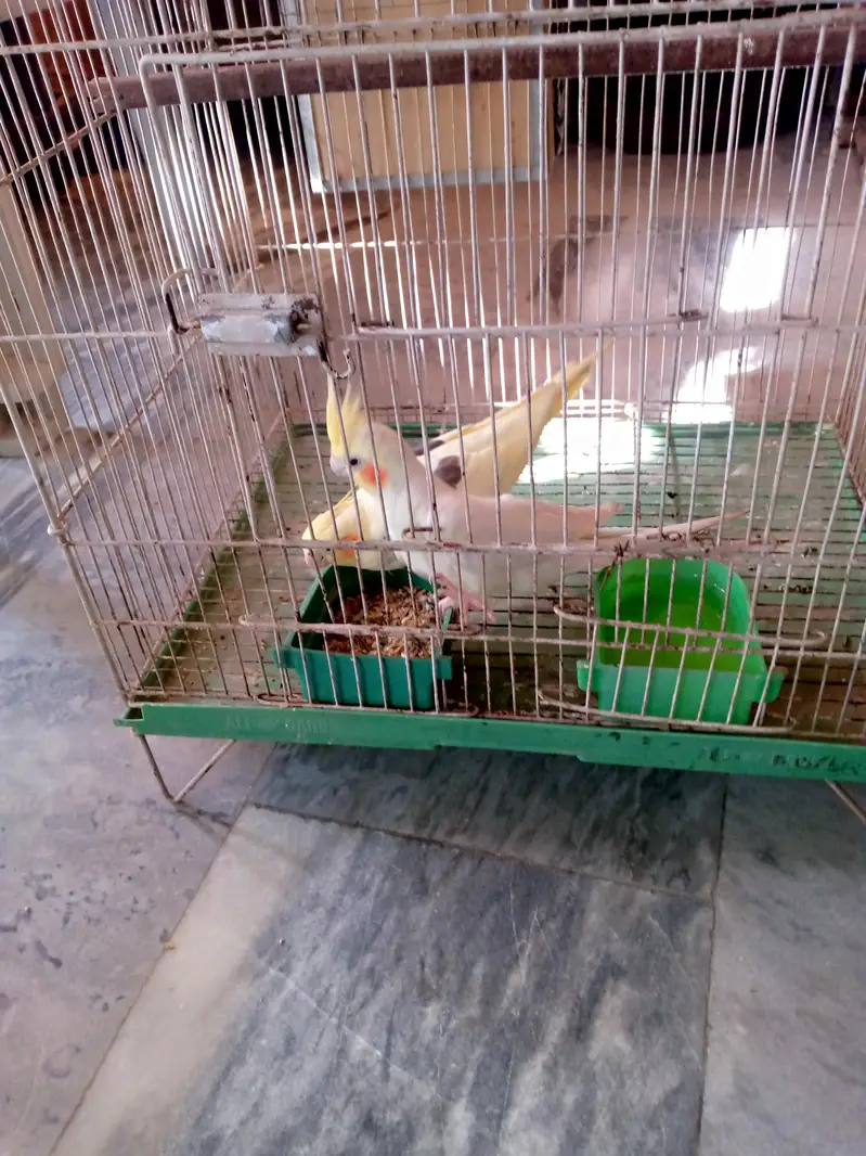 Cockatiel pair for sale. — photo 11