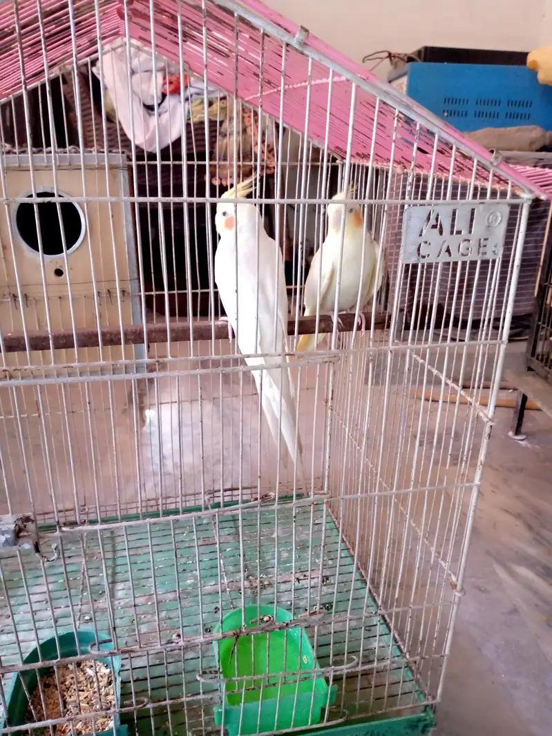 Cockatiel pair for sale. — photo 12