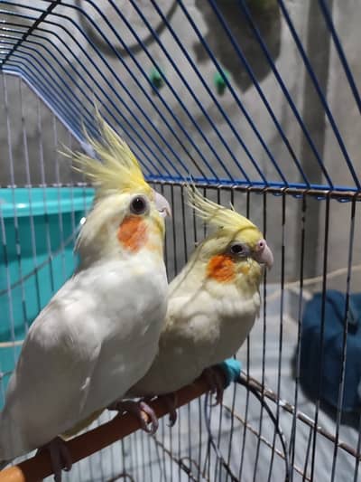 Male is 3 years old, and female is 5 years old.