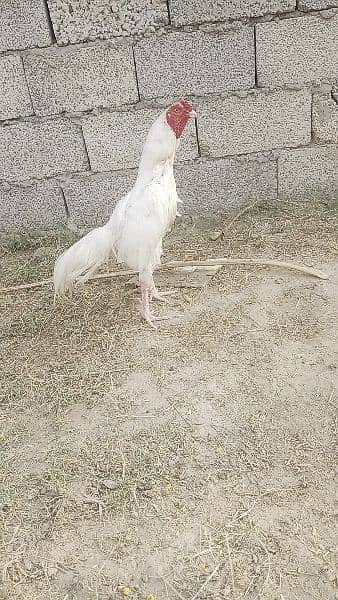 white murgha for sale