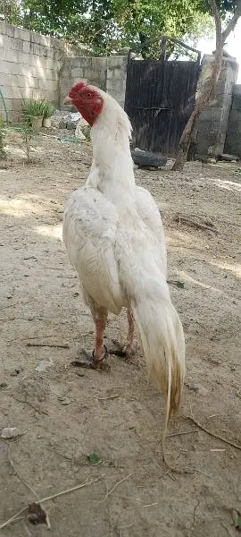white murgha for sale — photo 2