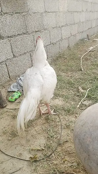 white murgha for sale — photo 5