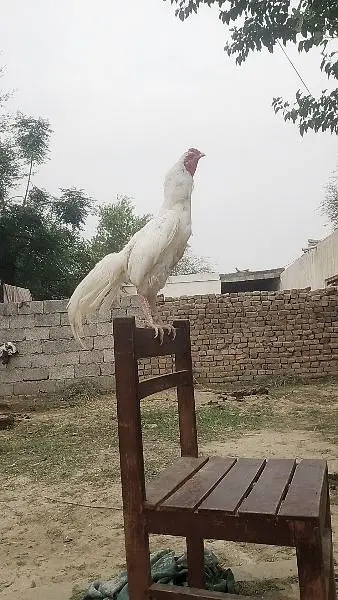 white murgha for sale — photo 6
