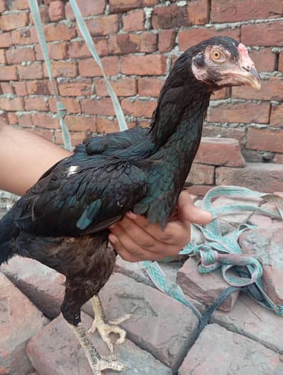 mianwali aseel pair for sale . . . eggs de rhi murhi abi . murga breader