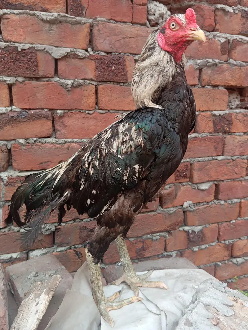 mianwali aseel pair for sale . . . eggs de rhi murhi abi . murga breader — photo 2