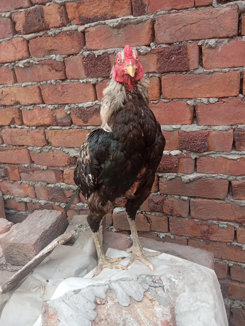 mianwali aseel pair for sale . . . eggs de rhi murhi abi . murga breader — photo 3
