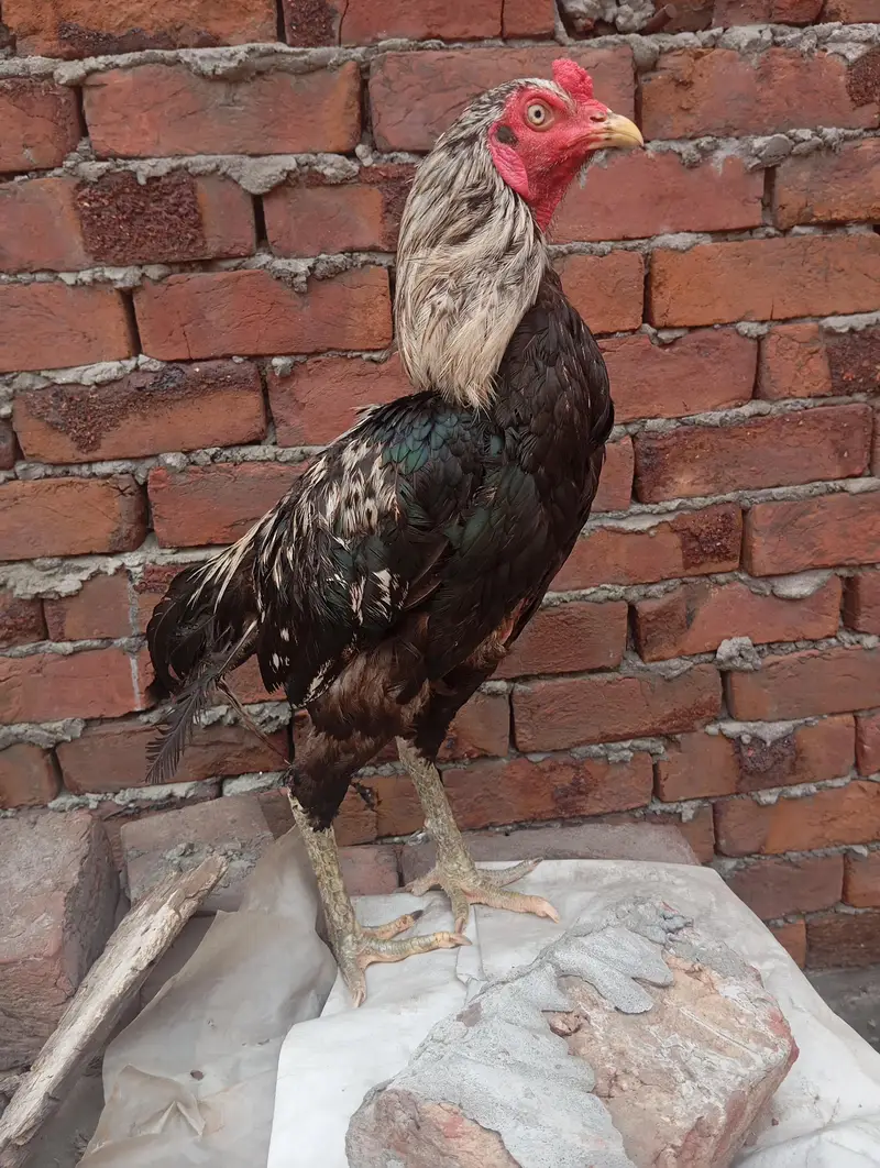 mianwali aseel pair for sale . . . eggs de rhi murhi abi . murga breader — photo 4