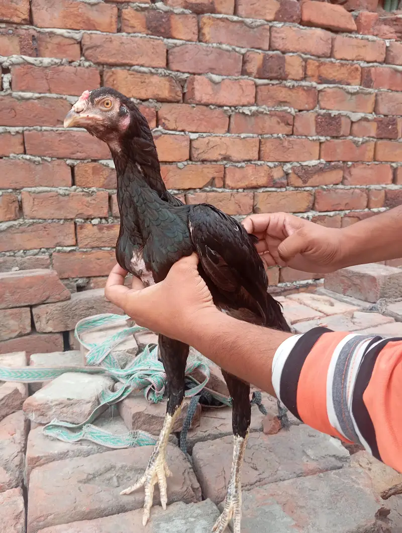 mianwali aseel pair for sale . . . eggs de rhi murhi abi . murga breader — photo 5