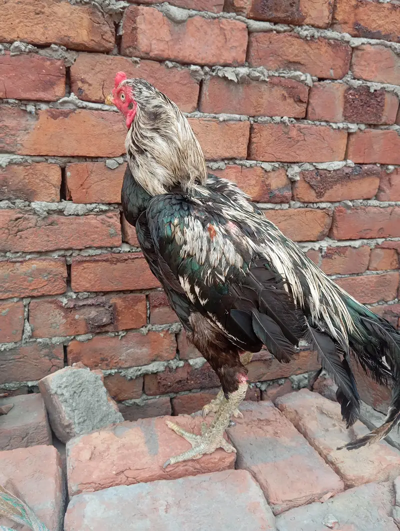 mianwali aseel pair for sale . . . eggs de rhi murhi abi . murga breader — photo 6
