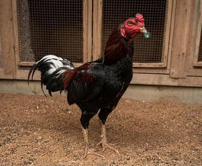 Top Quality Pure Aseel Birds Available - 5 Females & 3 Males