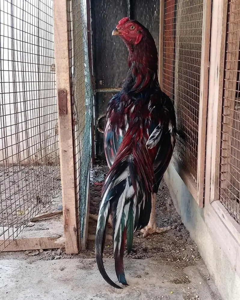 Top Quality Pure Aseel Birds Available - 5 Females & 3 Males — photo 6