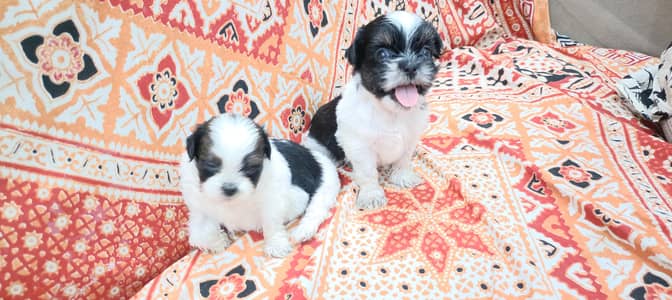 Shitzu Puppies