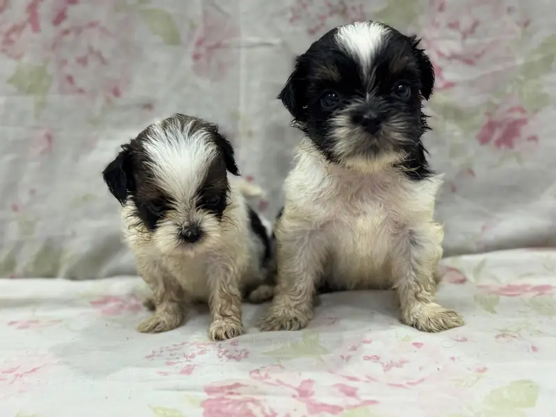 Shitzu Puppies — photo 3