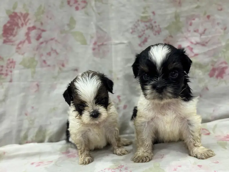Shitzu Puppies — photo 4