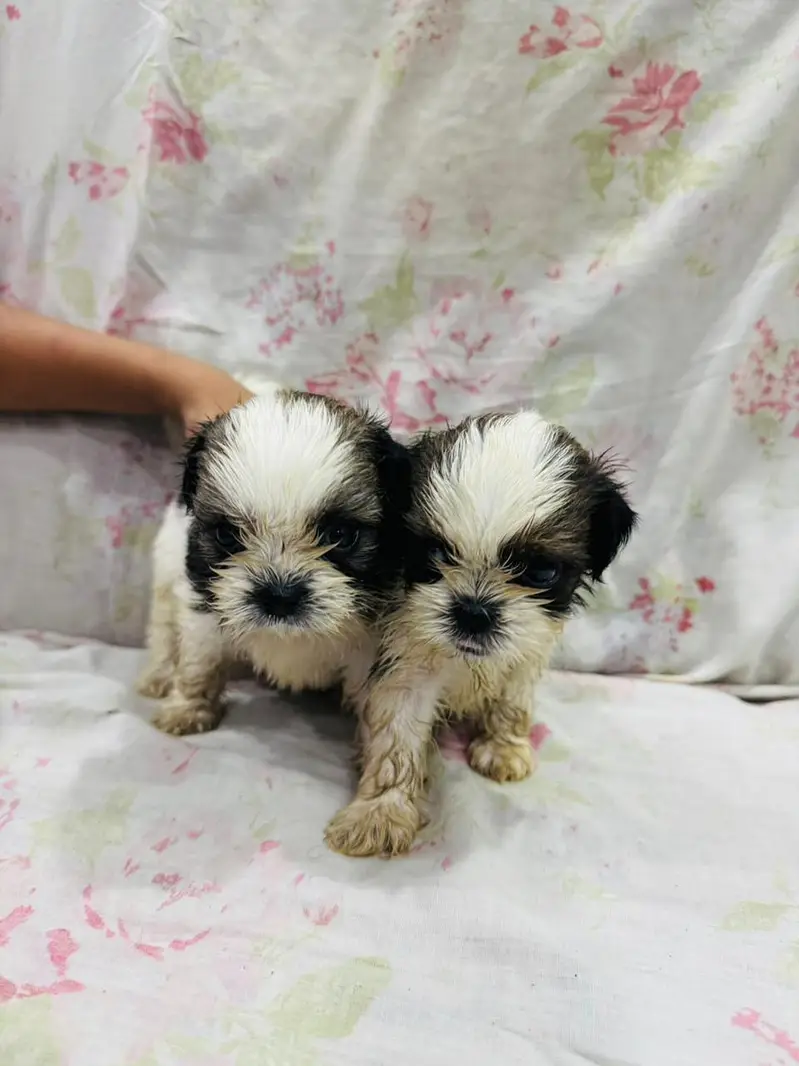 Shitzu Puppies — photo 6