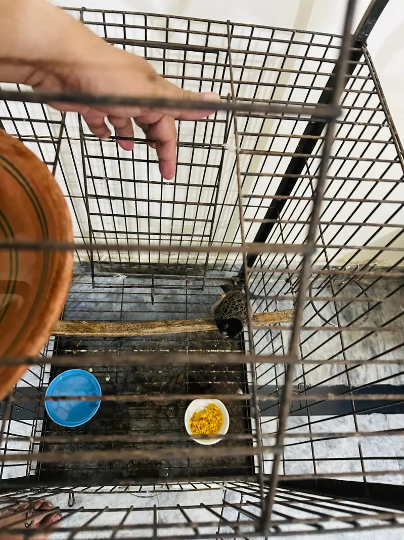 parrot cage — photo 3