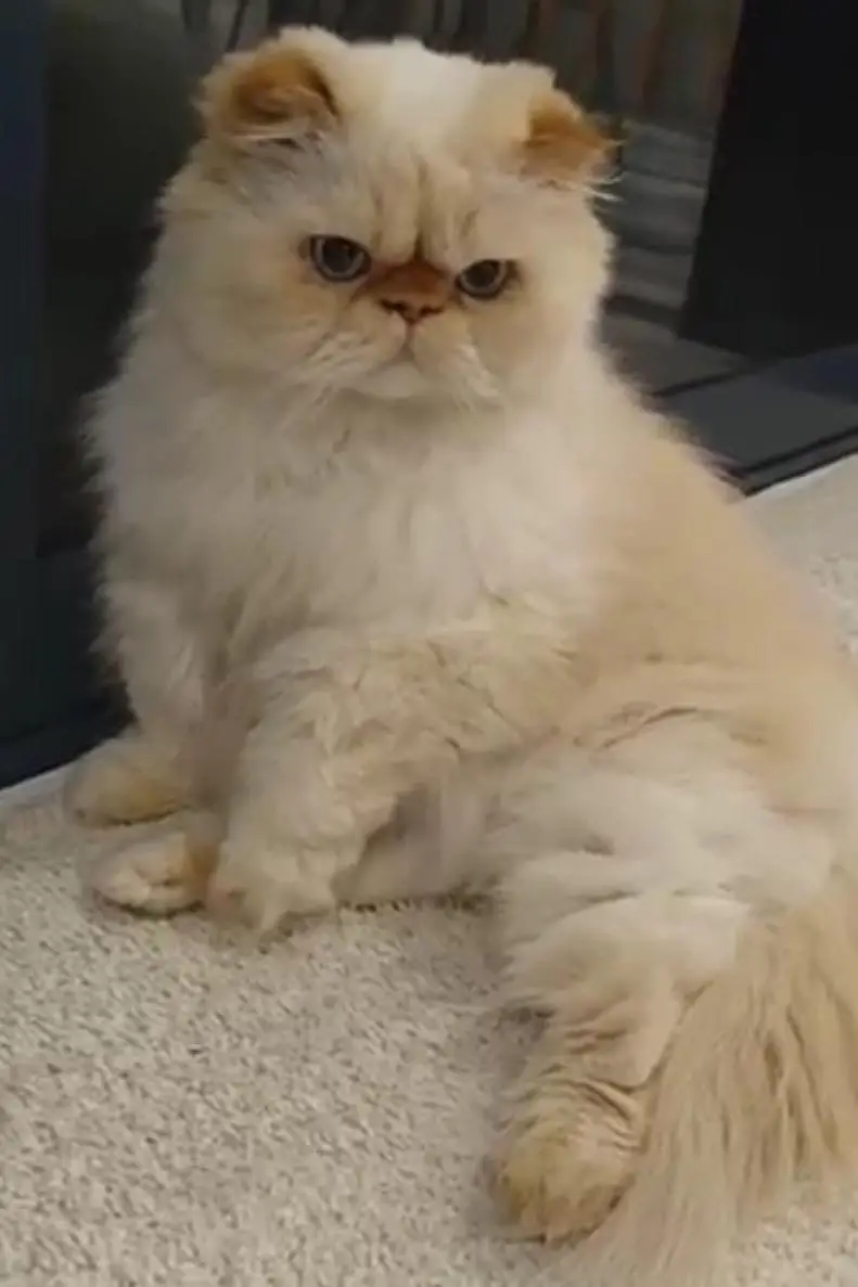 Persian cat triple code Punch face vaccineated male  female available — photo 4
