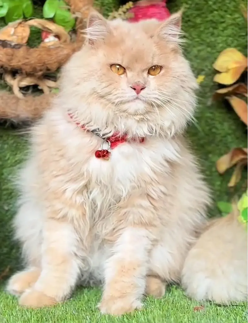 Persian cat triple code Punch face vaccineated male  female available — photo 5